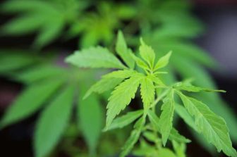 NFL legend Jim McMahon launches marijuana brand Revenant in Illinois