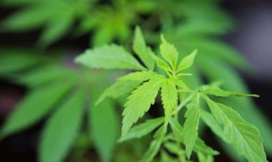 SNDL Streamlines Cannabis Operations Footprint to En...