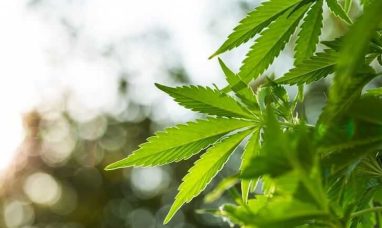 YourWay Cannabis Brands Announces Jacob Cohen Resign...