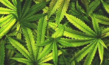 Canopy Growth to Report Third Quarter Fiscal 2024 Fi...