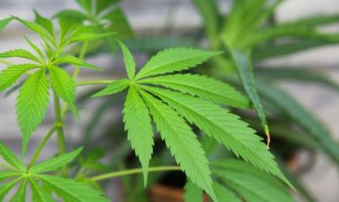 SNDL and Nova Cannabis Announce Assignment of Dutch ...