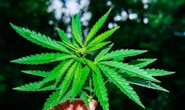 Sunburn Cannabis Opens First Tampa Retail Location, ...