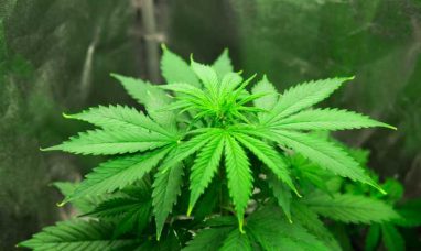 Ric Flair Drip Launches Cannabis Brand in Michigan i...