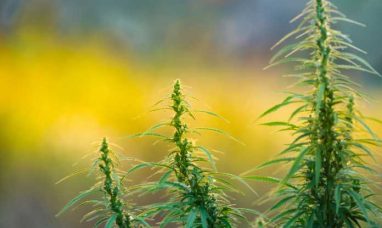 Industrial Hemp Market size is set to grow by USD 13...