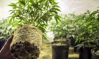 WHITNEY ECONOMICS CANNABIS BUSINESS CONDITIONS SURVE...