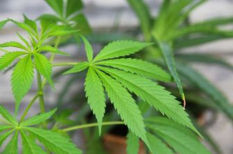 Ayurcann Obtains Creditor Protection to Pursue Restructuring and Sales Process