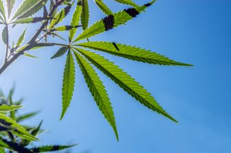 Speakeasy Dispensary Brings Medical Cannabis Access to Bowling Green