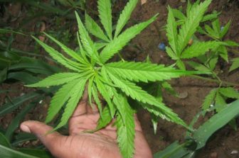 Greenway Reports Expanded International Cannabis Sales