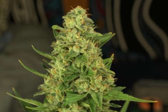 MEDICAL CANNABIS CONSORTIUM LAUNCHES FIRST MULTI-CLINIC PATIENT SURVEY OF ITS KIND