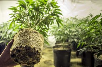 High Profile Cannabis Opens in Manchester, Offering Convenience for I-384 Commuters