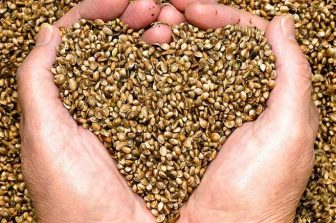 Seed Junky Genetics Announces Exclusive Illinois Licensing Agreement with Echelon Grow