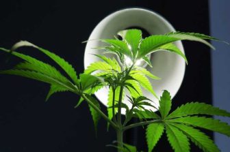 KING CITY GARDENS ANNOUNCES EXCLUSIVE PARTNERSHIP TO BRING JEETER TO OHIO THIS JULY