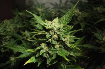 Prescription cannabis telehealth platform launches in Colorado, with multi-state expansion planned