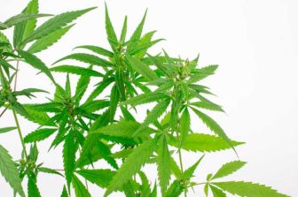 Innocan Pharma LPT-CBD is featured in Pain Medicine News