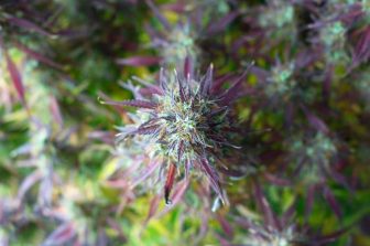 JARS Cannabis Offers Free Products to Travelers and Employees Impacted by Spirit Airlines Shutdown