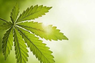 RCMP disrupts multimillion-dollar cannabis distribution network