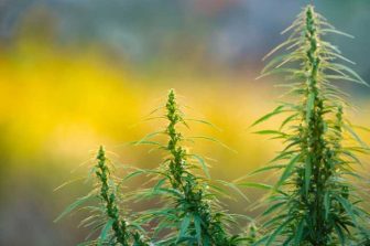 Industrial Hemp Market to Exceed USD 7 Billion by 2031 Supported by Favorable Regulations, with North America Holding Over 55% Share, Reports Mordor Intelligence