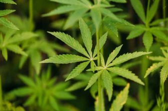 CBD Kratom Launches “Freedom To Choose Hemp” Campaign Following Signing of House Bill 2641 in Missouri