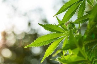 MNG Brands Supports Science-Based Kratom Regulation and Consumer Safety Standards